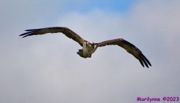 DSC_1649_001.JPG