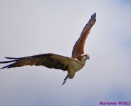 DSC_1651_001.JPG