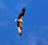 DSC_1654_001.JPG