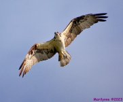 DSC_1656_001.JPG