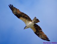DSC_1659_001.JPG