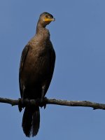 Cormorant2.jpg