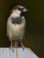 Sparrow2.jpg