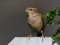 Sparrow6.jpg