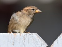 Sparrow12.jpg