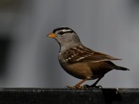 Sparrow15.jpg