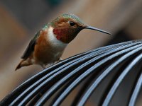 Hummer3.jpg