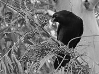 CrowBW.jpg