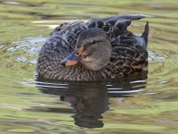Mallard2.jpg