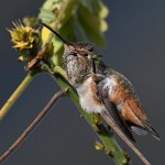 Hummer14.jpg