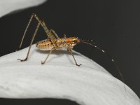 Hopper5.jpg