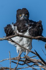 augur buzzard front exposuretours.jpg
