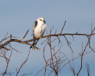 WhiteTailedKite-242.jpg