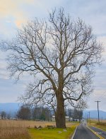 Old Sycamore .jpg