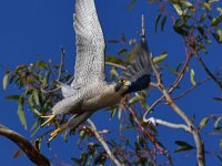 Peregrine20.jpg