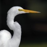 Egret2.jpg