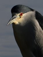 BCNH4.jpg