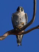 Peregrine16.jpg