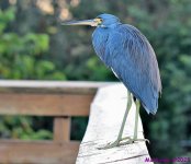 DSC_2740_001.JPG
