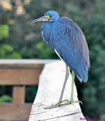 DSC_2742_001.JPG