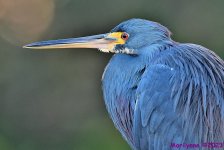 DSC_2745_001.JPG