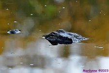 DSC_2752_001.JPG