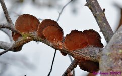 DSC_2758_001.JPG