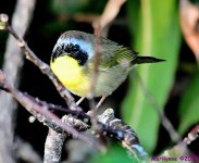DSC_2803_001.JPG