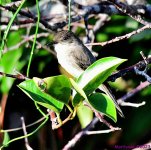 DSC_2860_001.JPG