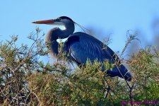 DSC_2877_001.JPG