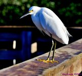 DSC_2887_001.JPG