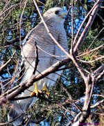 DSC_2905_001.JPG