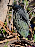 DSC_2926_001.JPG