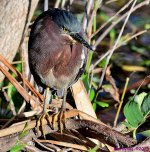 DSC_2935_001.JPG