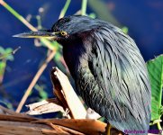 DSC_2942_001.JPG