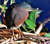 DSC_2952_001.JPG