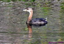 DSC_2955_001.JPG