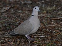 Dove2.jpg
