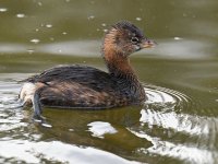 Grebe2.jpg