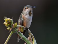 Hummer3.jpg