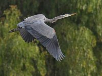 BlueHeron3.jpg