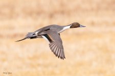 PintailFlight-242.jpg