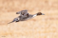 PintailFlight-243.jpg