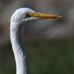 Egret2.jpg