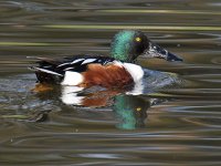 Shoveler3.jpg