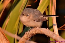 DSC_2996_001.JPG