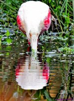 DSC_3033_001.JPG
