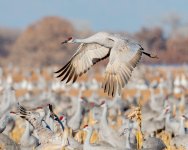 SandhillTakeoff-242.jpg