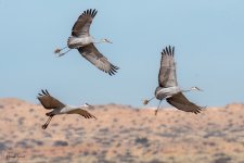 SandhillLanding-243.jpg