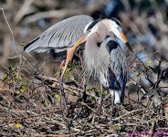 DSC_3102_001.JPG